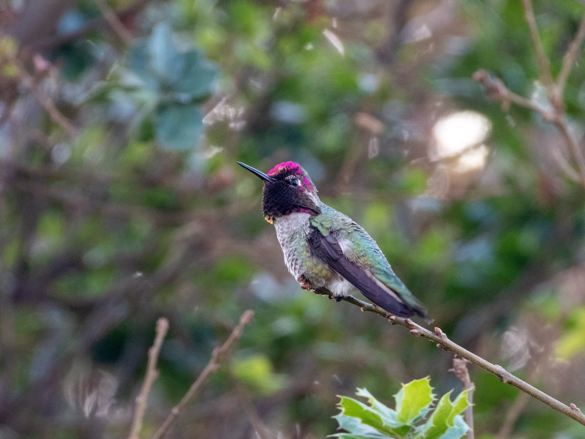 アンナハチドリ - ML646553386