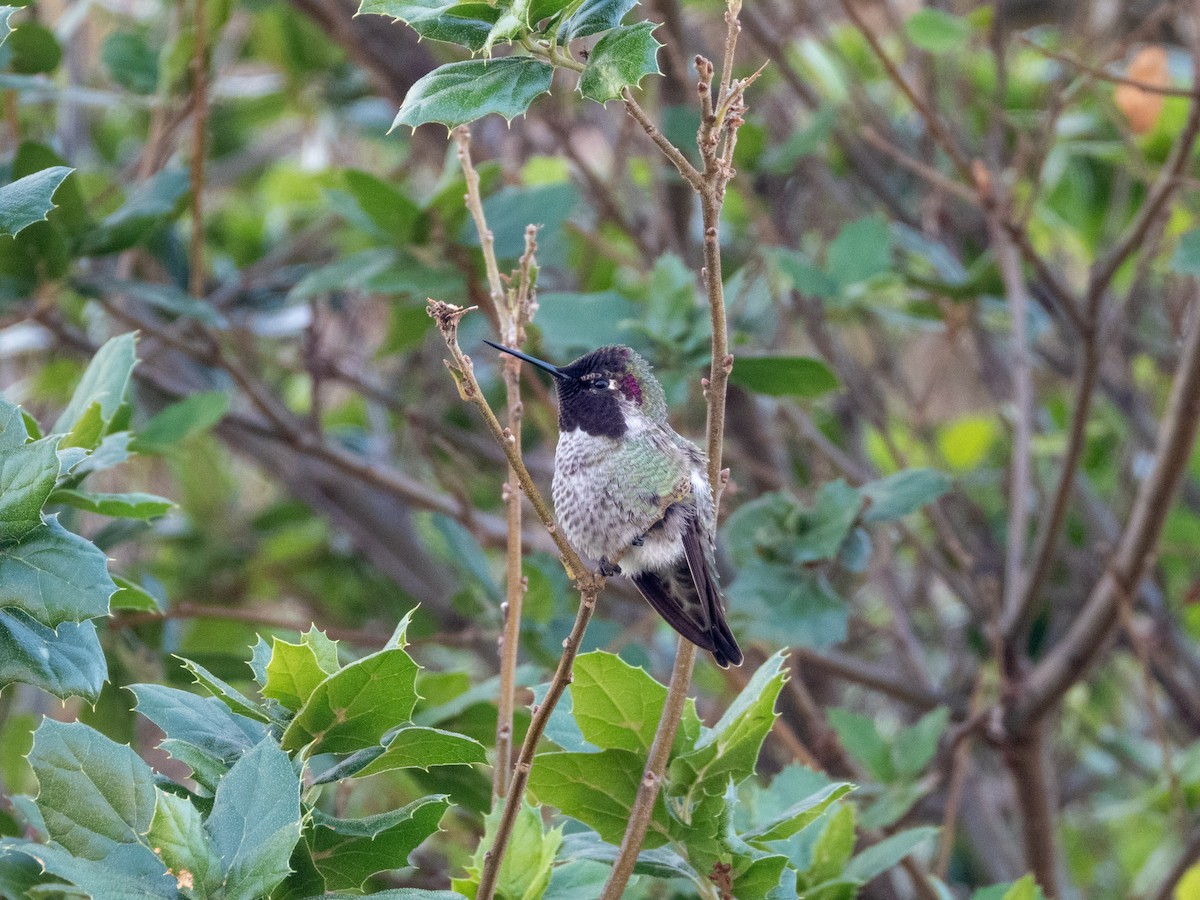 アンナハチドリ - ML646553388