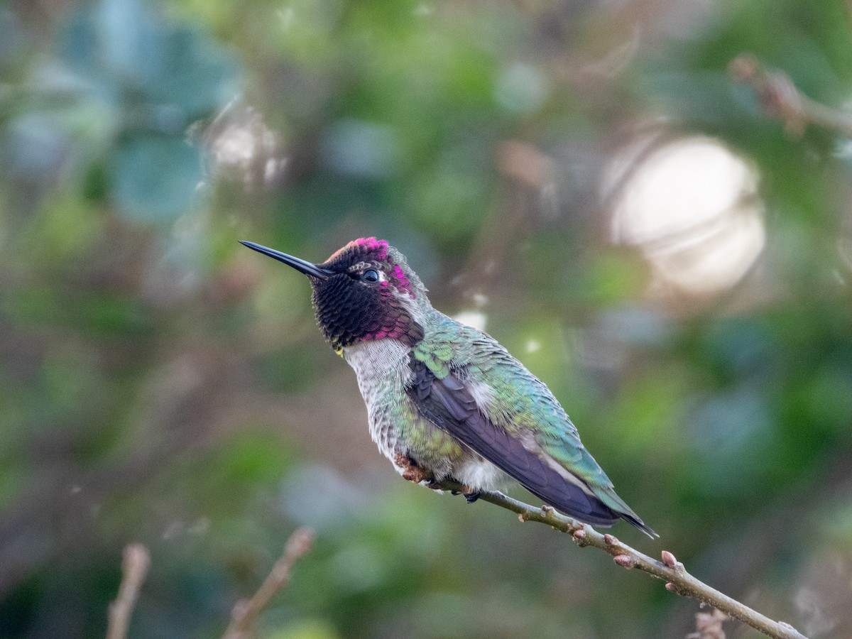 アンナハチドリ - ML646553390