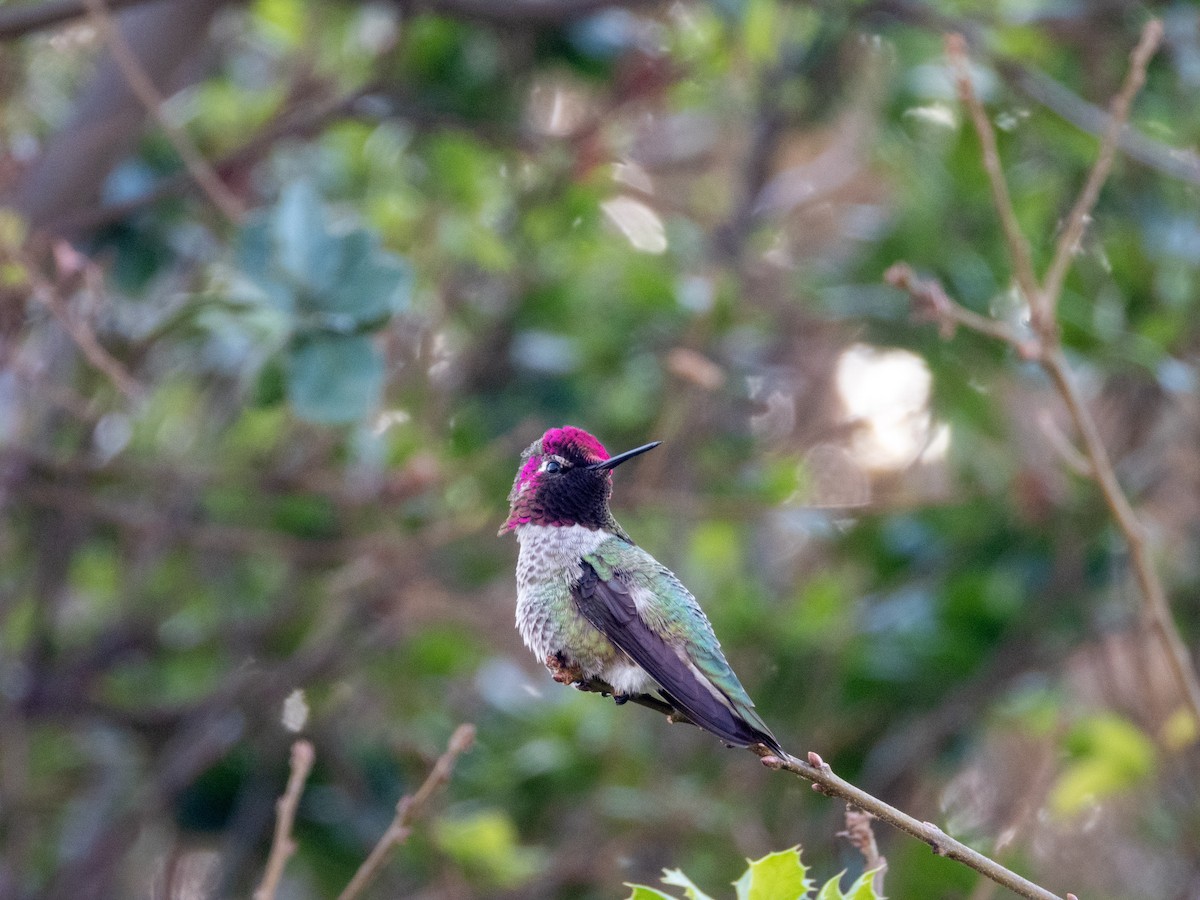 アンナハチドリ - ML646553391