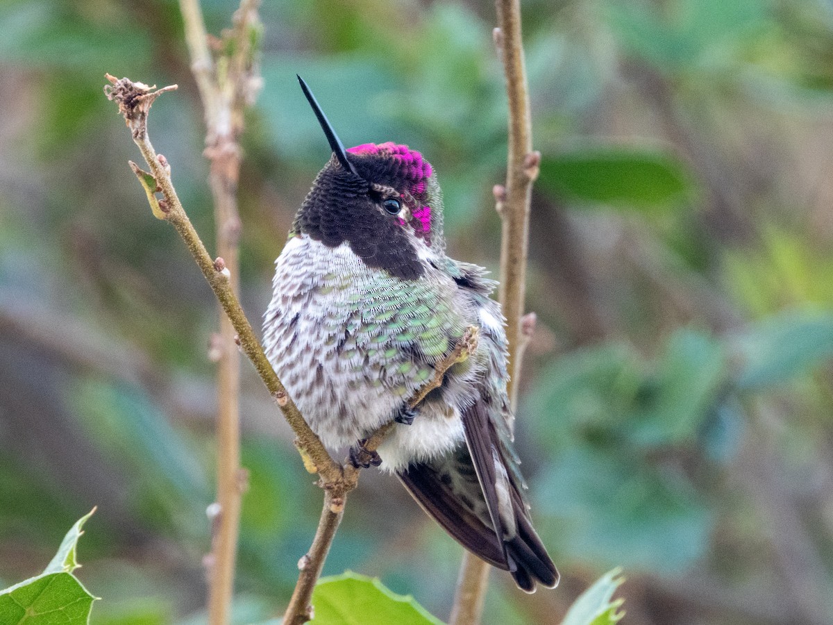 アンナハチドリ - ML646553392