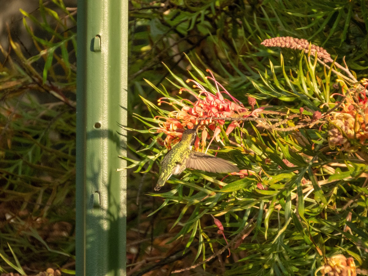 アンナハチドリ - ML646553393