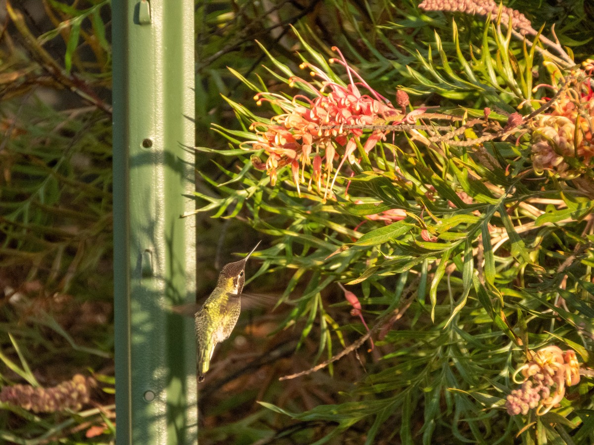 アンナハチドリ - ML646553394