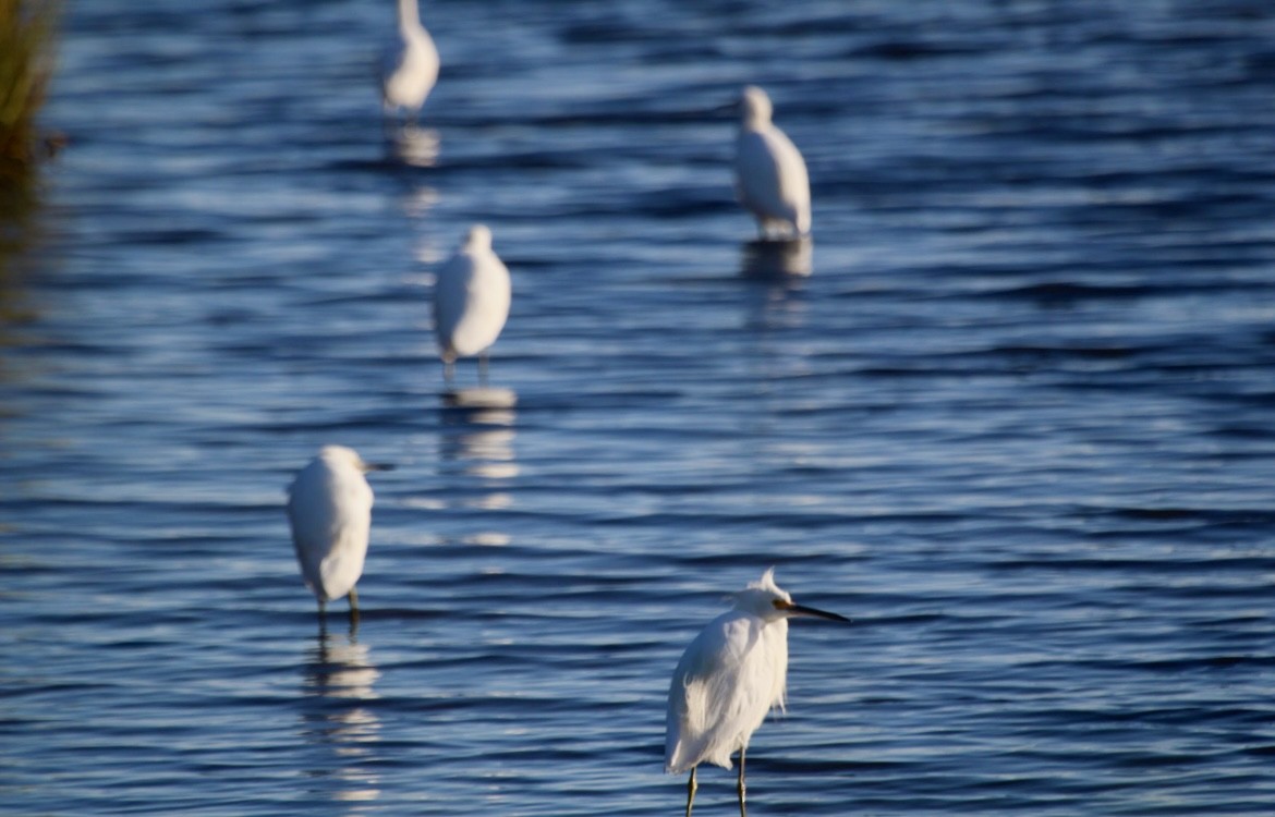 Snowy Egret - ML646553395