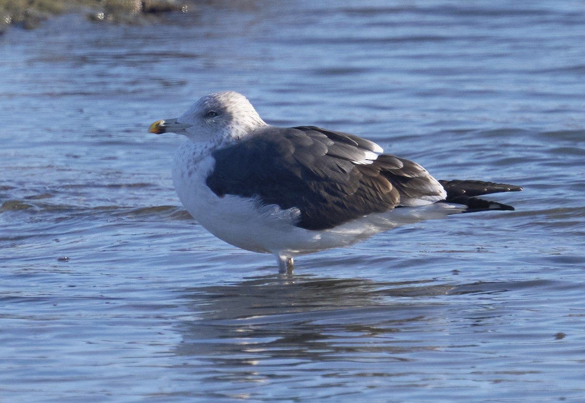 Kara Sırtlı Martı - ML646553397