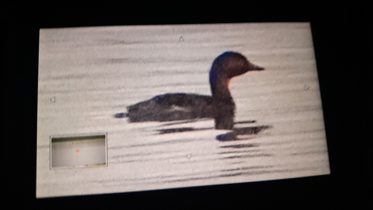 Least Grebe - ML646553398