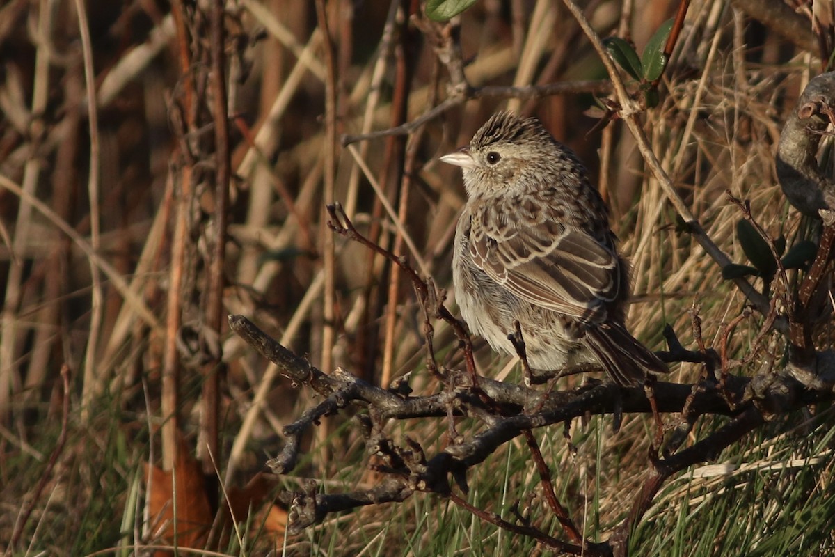 Cassin's Sparrow - ML646553399