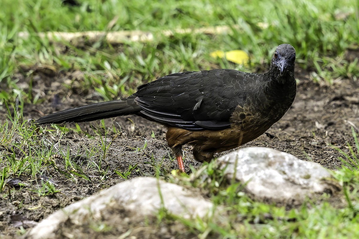 Серпокрылый гуан - ML646553400