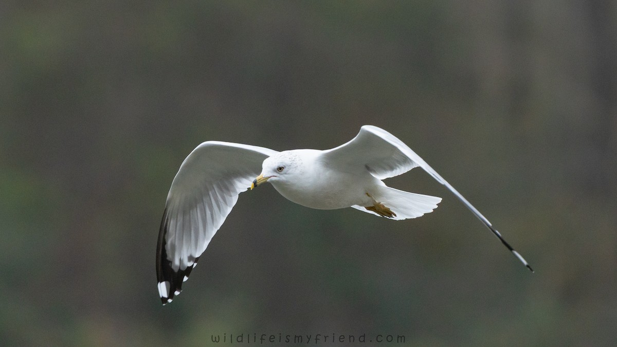 Ring-billed Gull - ML646553401