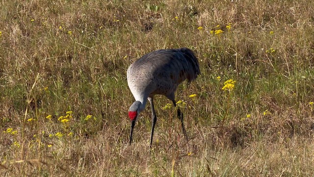 Sandhill Crane - ML646553402