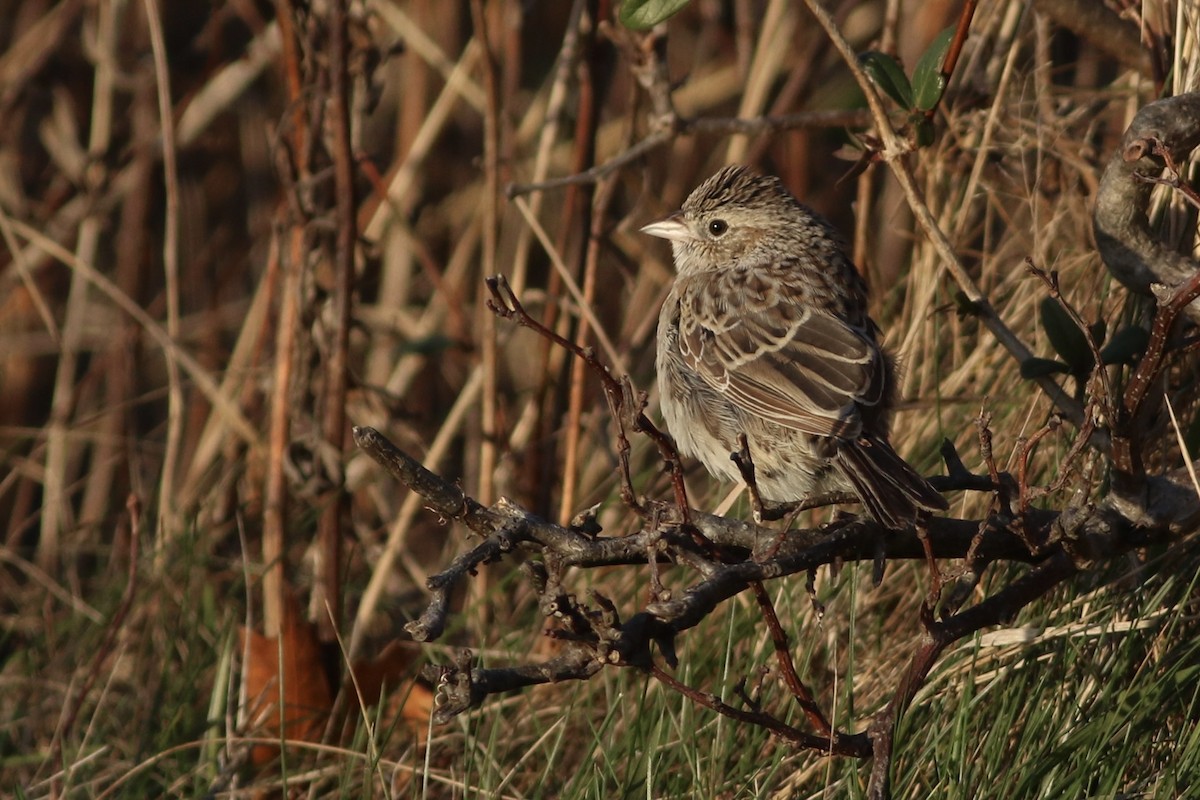 Cassin's Sparrow - ML646553403