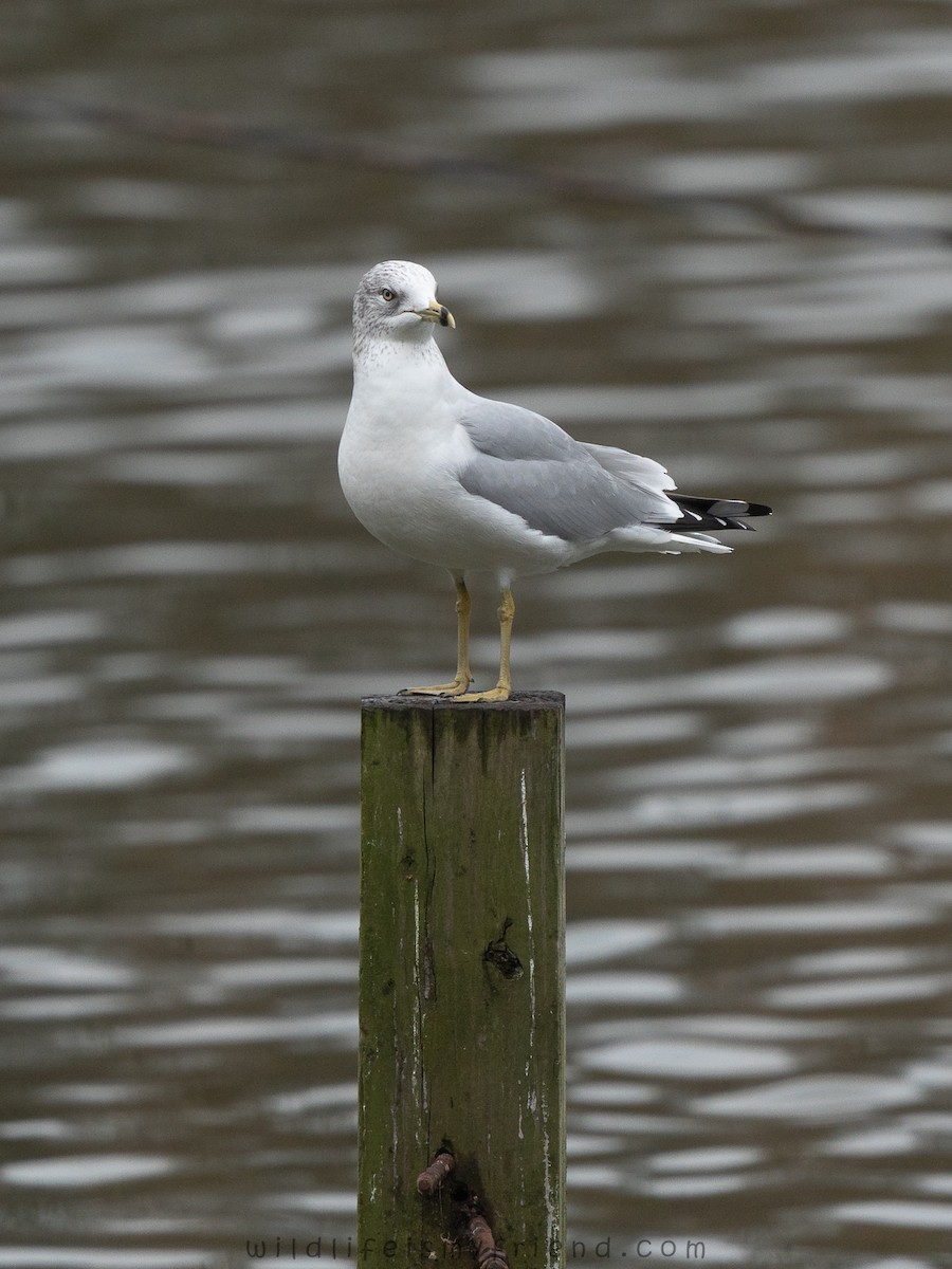Ring-billed Gull - ML646553404