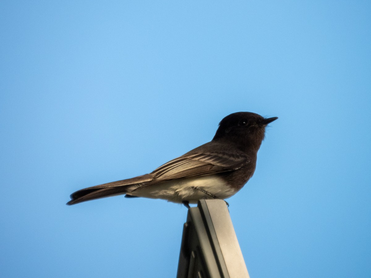 Black Phoebe (Northern) - ML646553405
