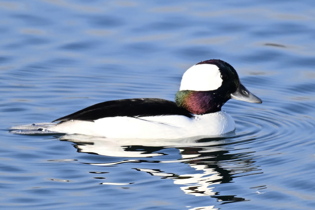 Büffelkopfente - ML646553406