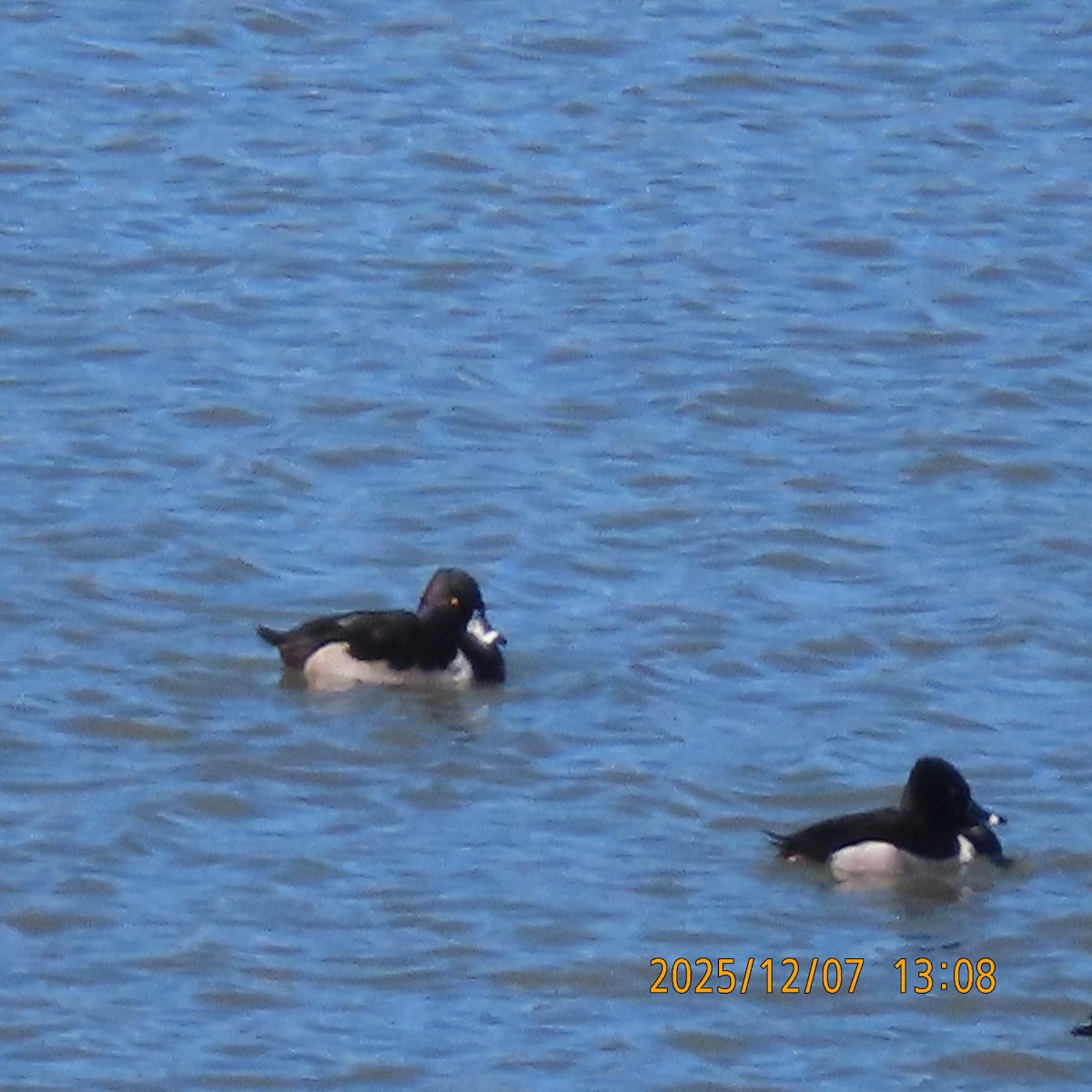 Ring-necked Duck - ML646553409