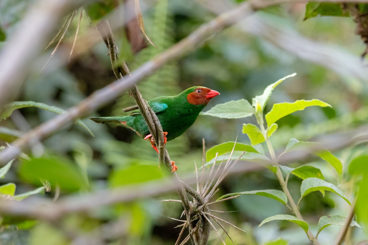 Yemyeşil Tangara - ML646553410