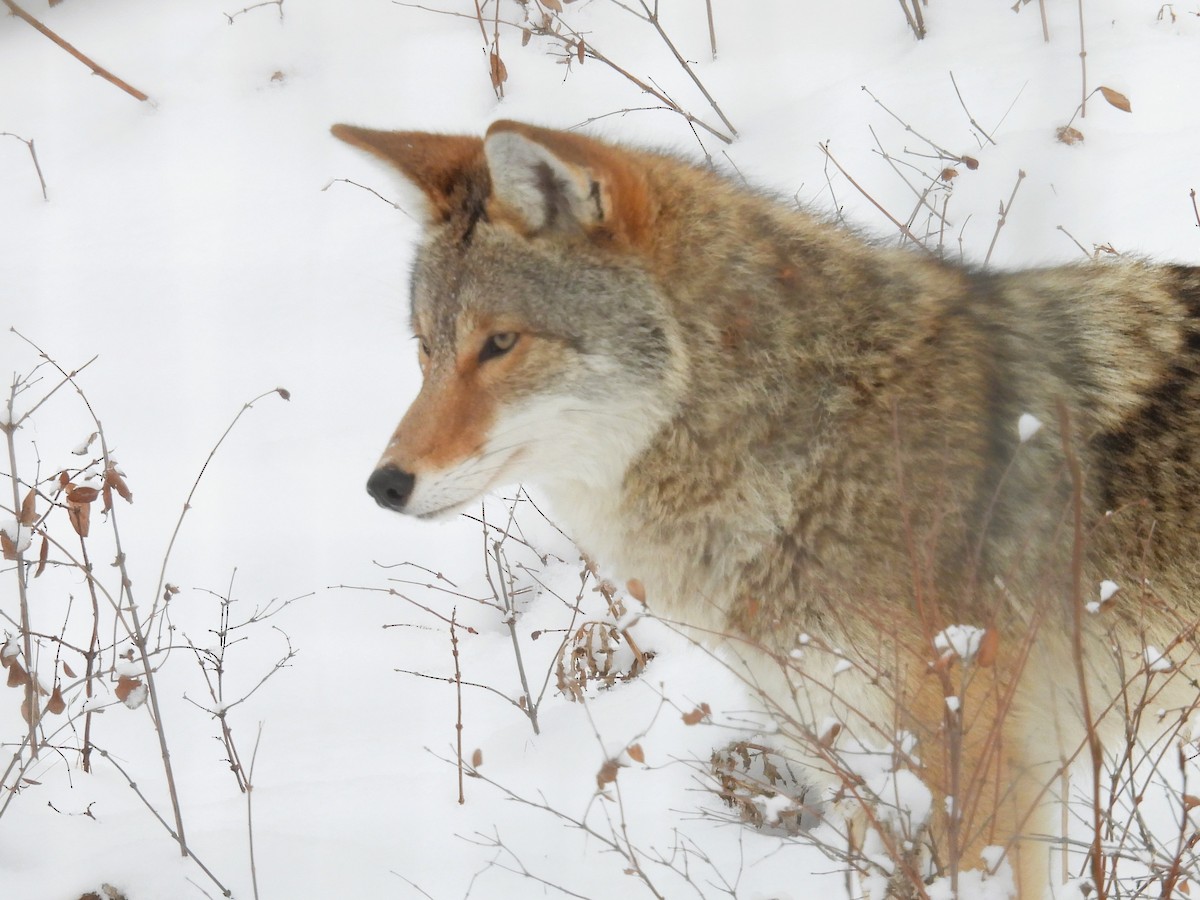 コヨーテ - ML646553411