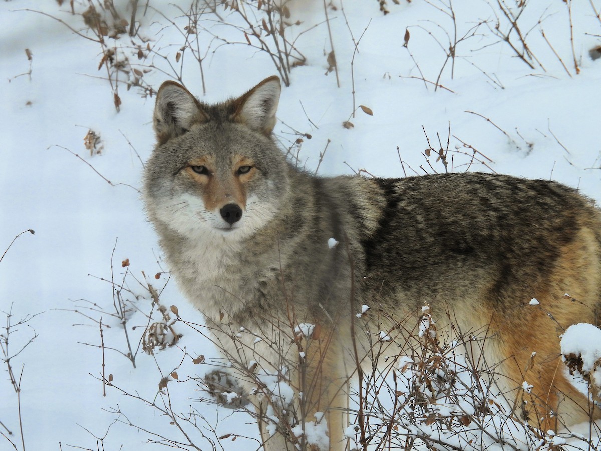 コヨーテ - ML646553412