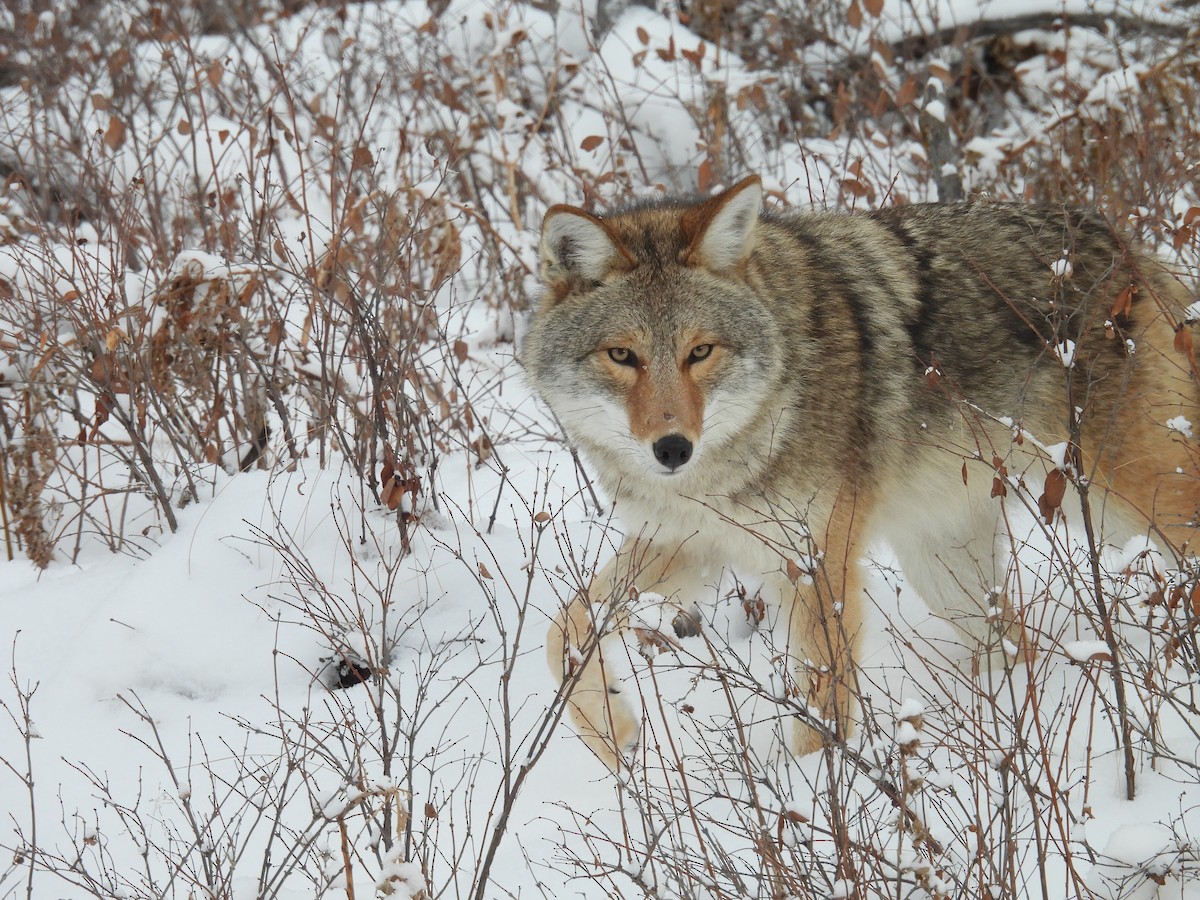 コヨーテ - ML646553413