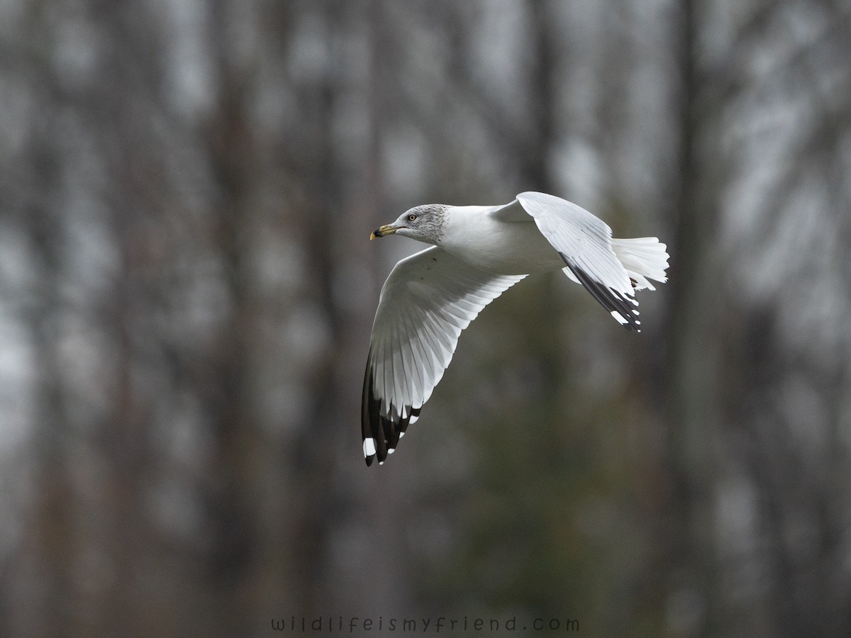 Ring-billed Gull - ML646553414