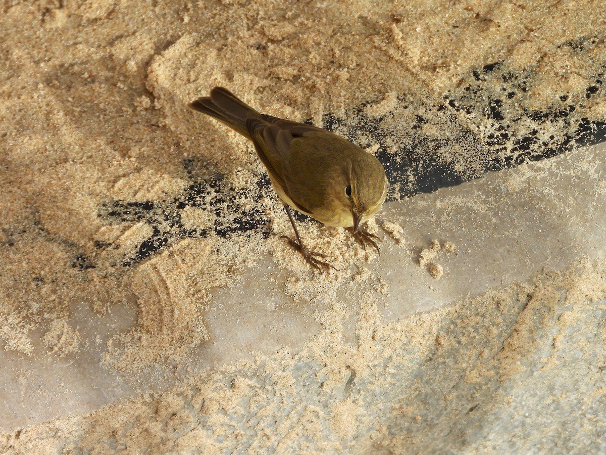 Common Chiffchaff - ML646553424