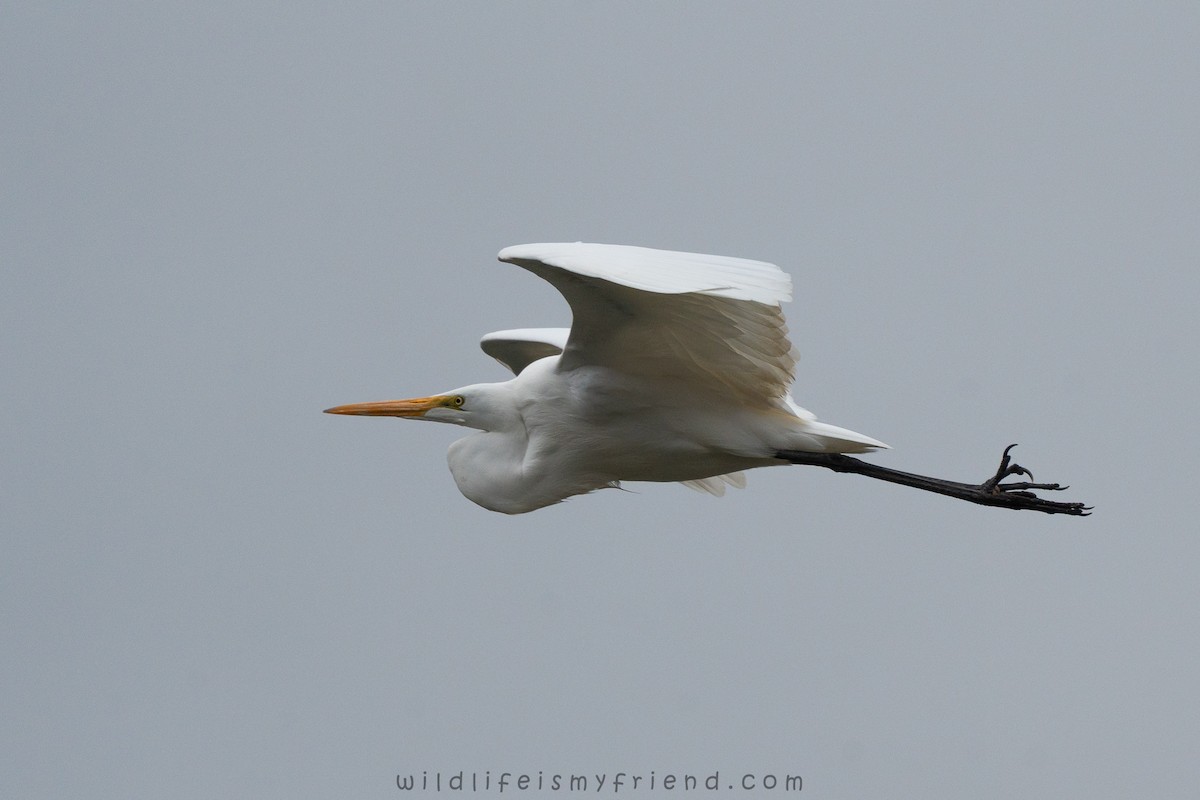 Airone bianco maggiore - ML646553429