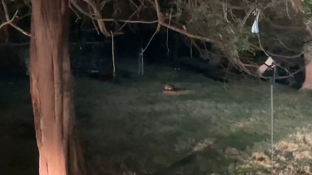 Animals - ML646553432