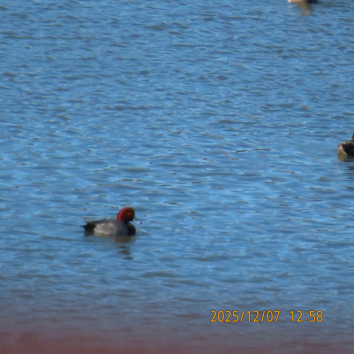 Redhead - ML646553433