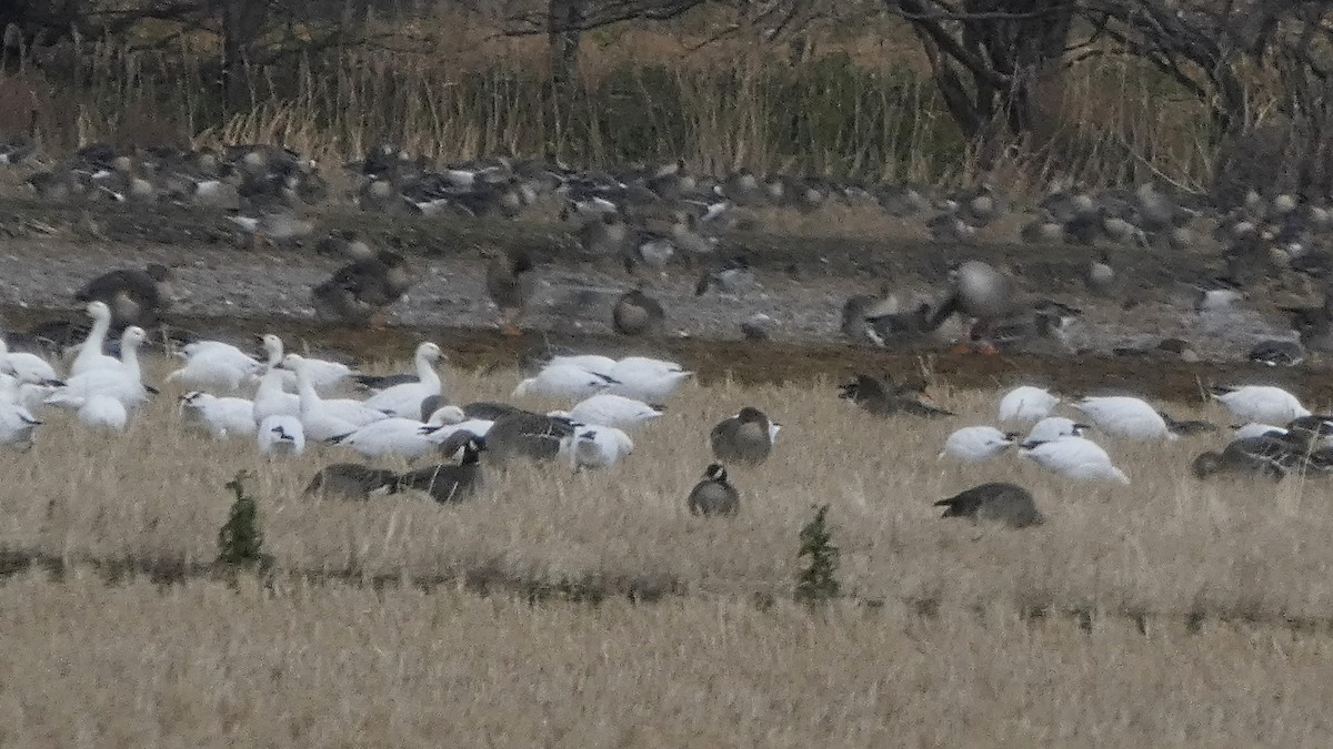 berneška malá - ML646553434