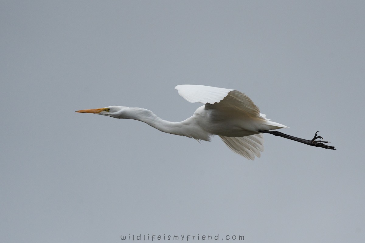 Airone bianco maggiore - ML646553436