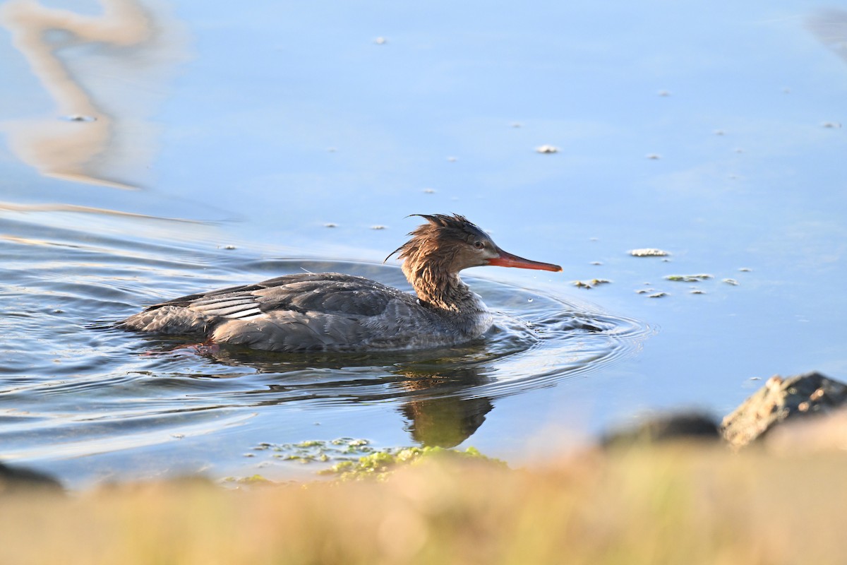 Mittelsäger - ML646553437