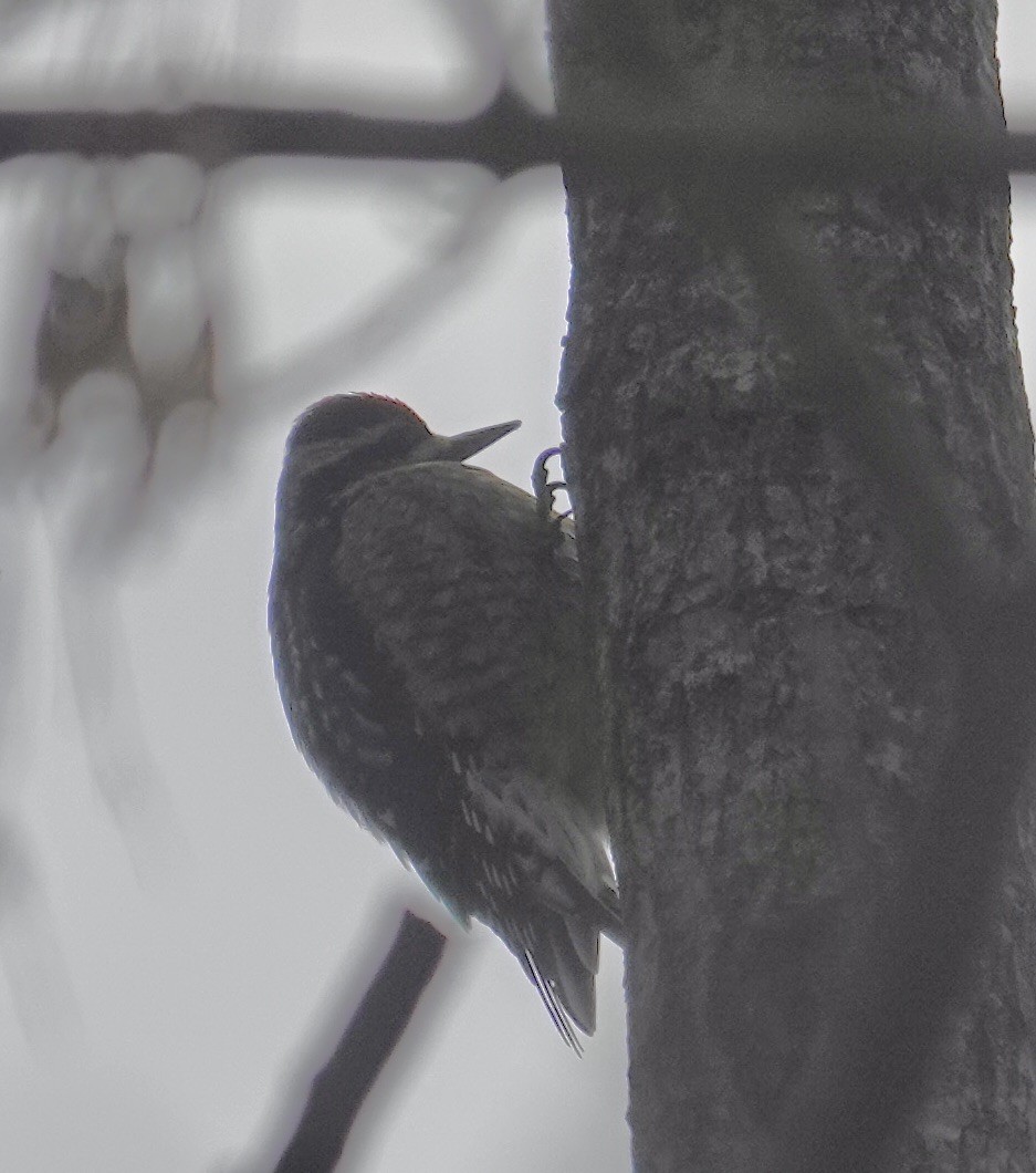 Sarı Karınlı Ağaçkakan - ML646553440