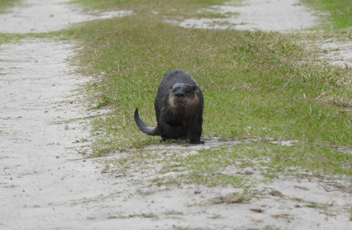 Kuzey Amerika su samuru - ML646553441