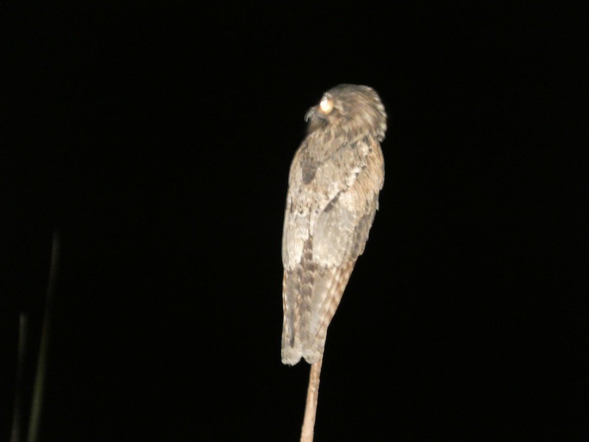 potu středoamerický - ML646553442