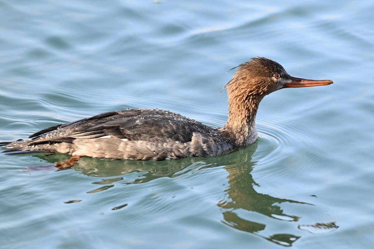 Mittelsäger - ML646553443