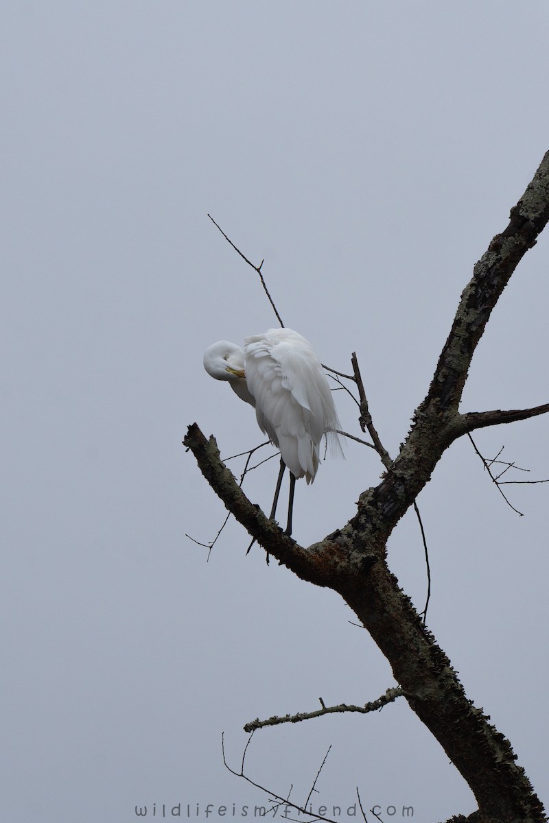 Airone bianco maggiore - ML646553444