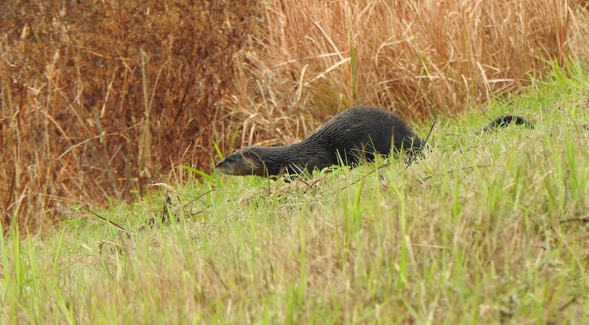 Kuzey Amerika su samuru - ML646553447