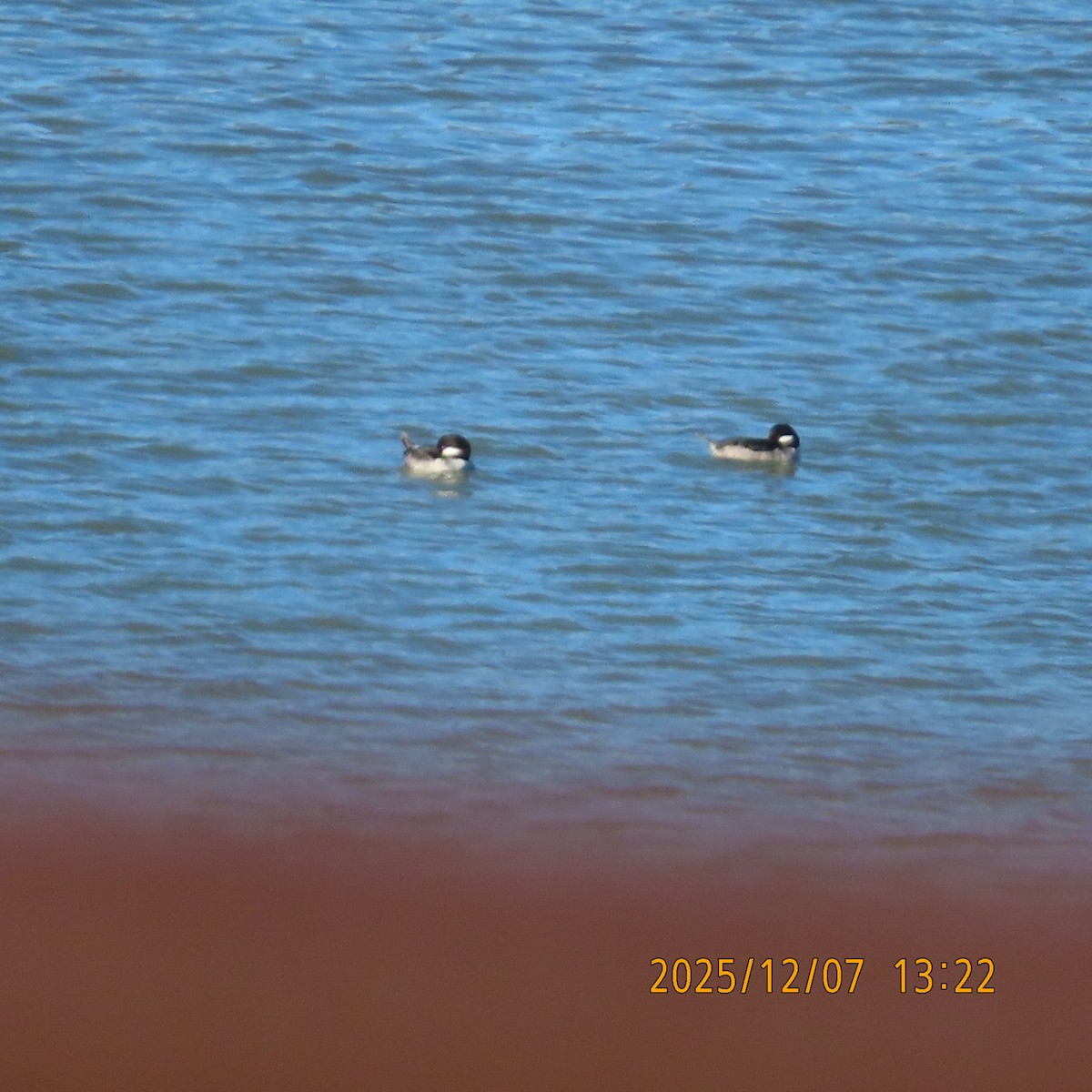 Bufflehead - ML646553448