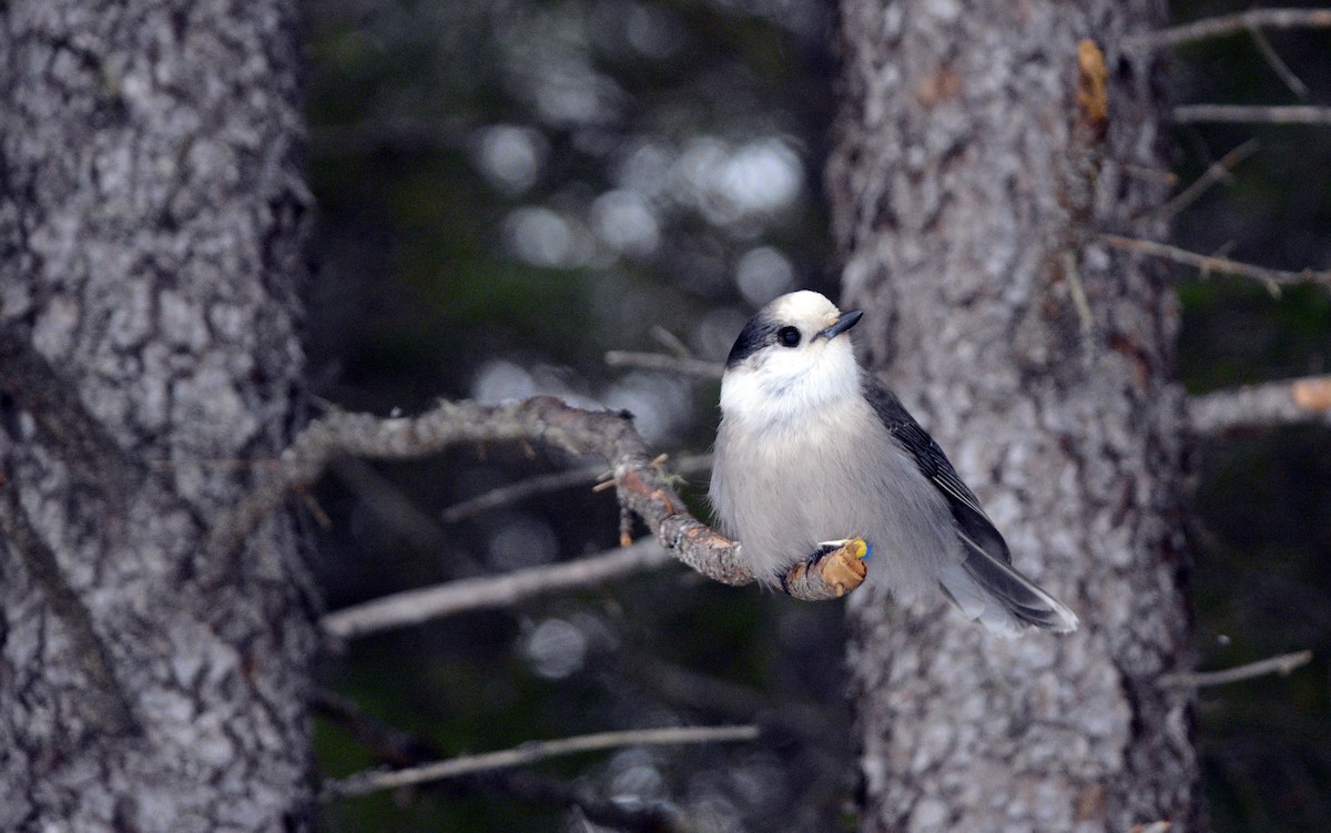 Canada Jay - ML646553449