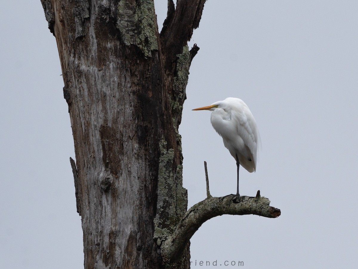 Airone bianco maggiore - ML646553450