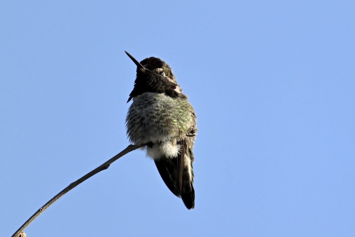 Annakolibri - ML646553451