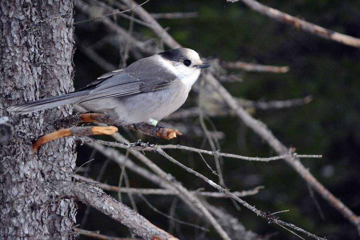 Canada Jay - ML646553452