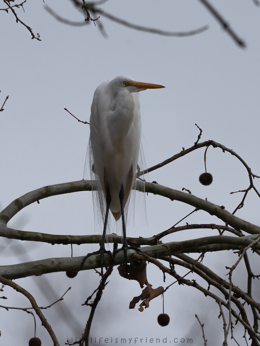 Airone bianco maggiore - ML646553454
