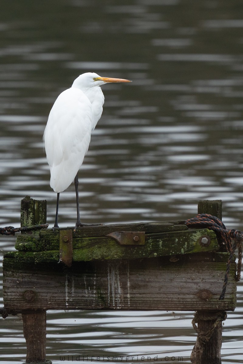 Airone bianco maggiore - ML646553455