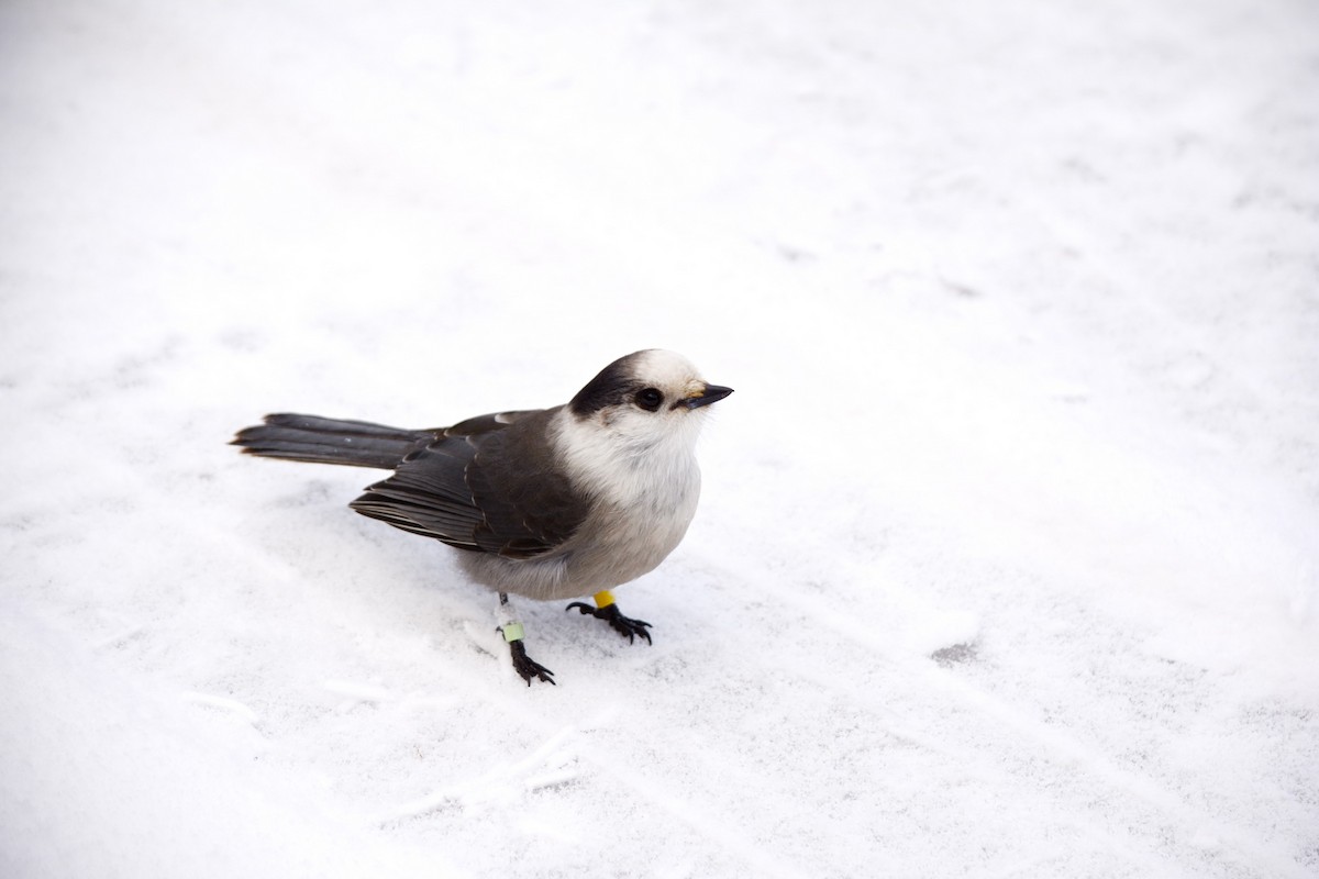 Canada Jay - ML646553456