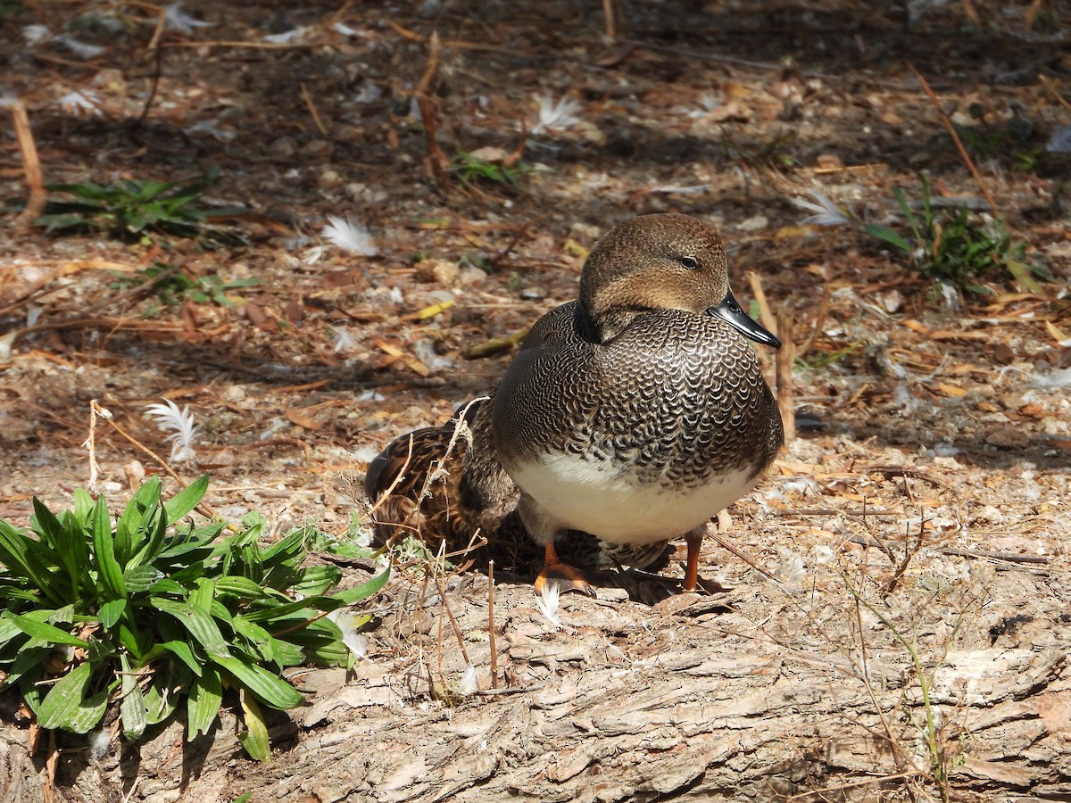 Серая утка - ML646553457