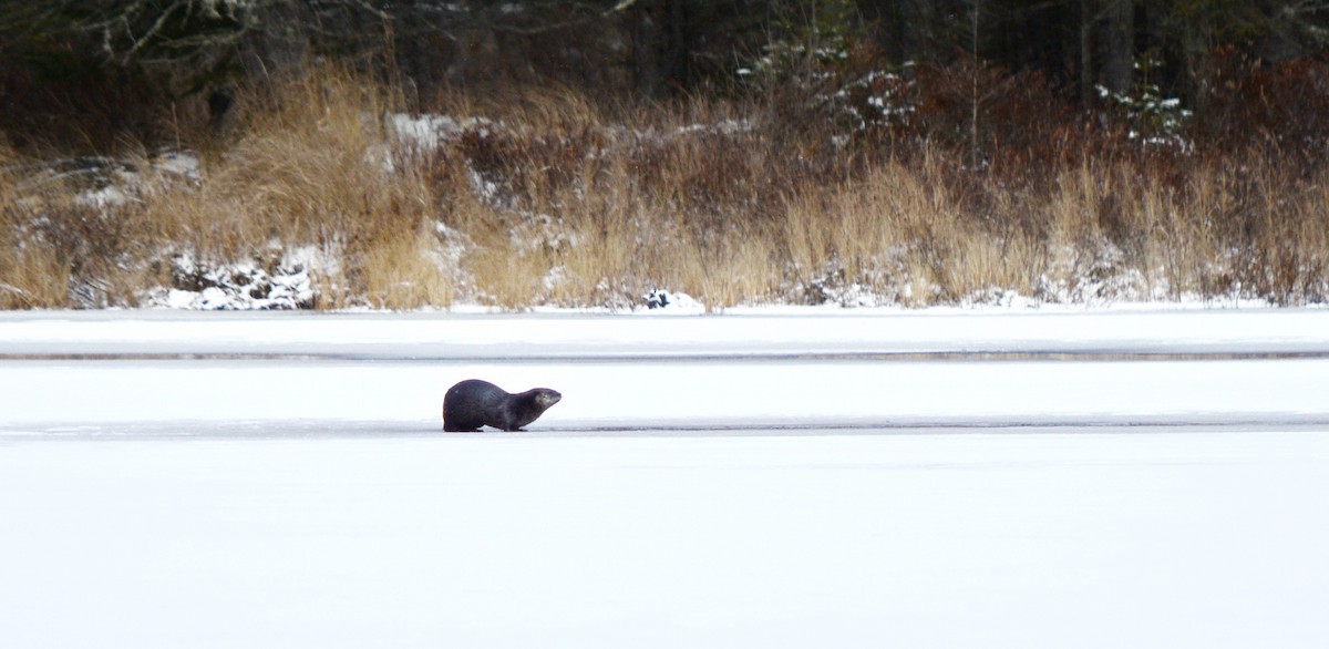 North American River Otter - ML646553461
