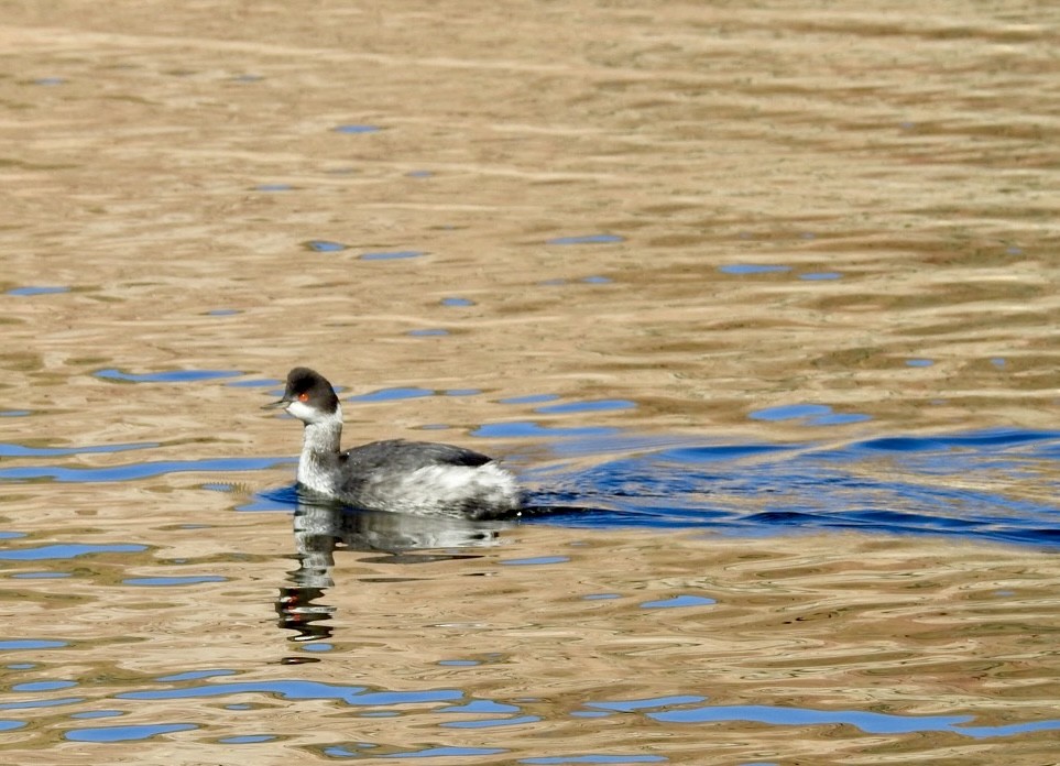 Eared Grebe - ML646553462