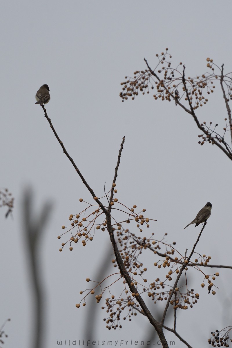 Eastern Phoebe - ML646553463