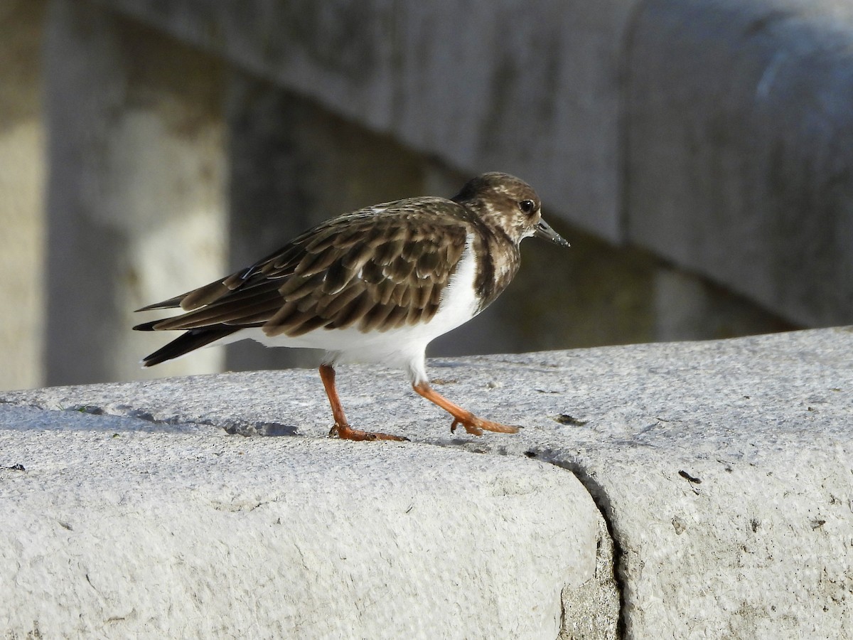 Ruddy Turnstone - ML646553464